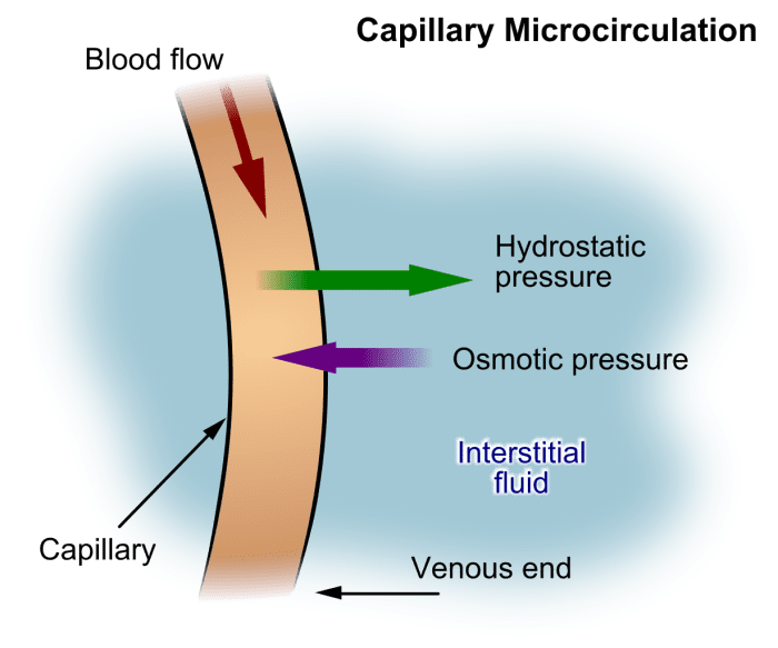 Fluid movement out of and into a capillary