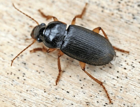 beetle-identification-a-guide-to-21-common-species-with-photos