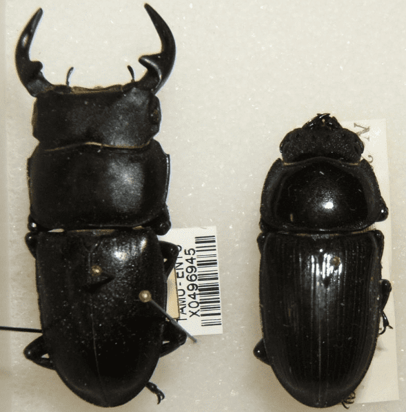 Beetle Identification: A Guide To 21 Common Species (With Photos ...