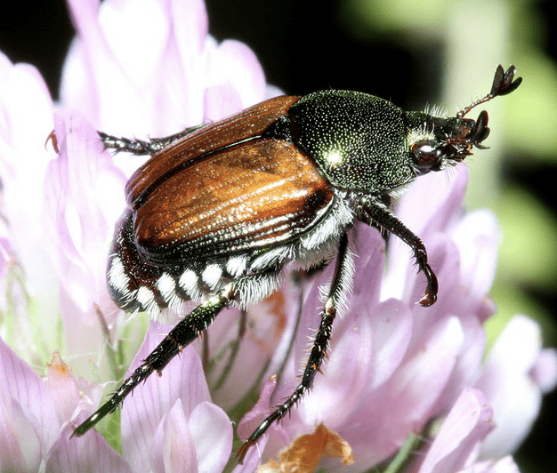 Beetle Identification: A Guide to 21 Common Species (With Photos ...