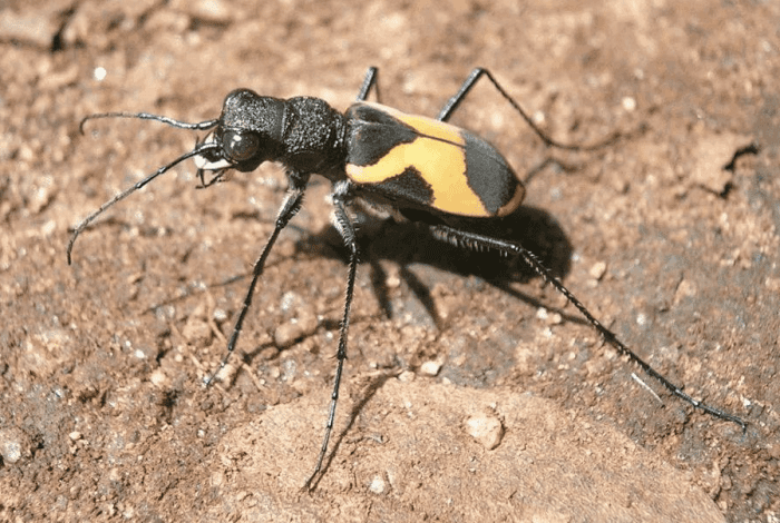 beetle-identification-a-guide-to-21-common-species-with-photos