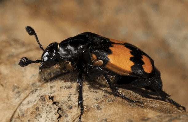 beetle-identification-a-guide-to-21-common-species-with-photos