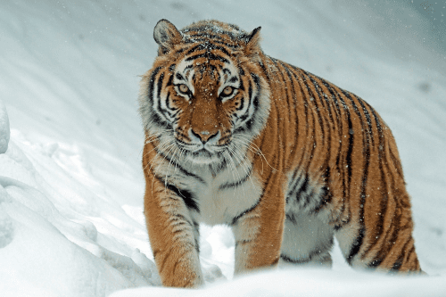 The Siberian tigers have moderately thick, coarse and sparse fur which helps them stay warm in snowy weather.