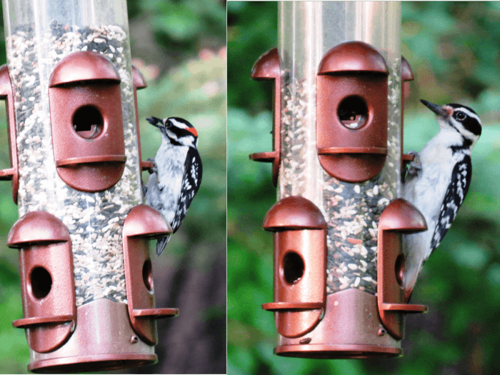 Downy Woodpecker Facts, Pictures, Identification, and Range Owlcation