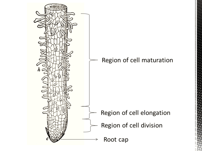 How Do Roots Work? Functions, Structure, and Human Uses - Owlcation