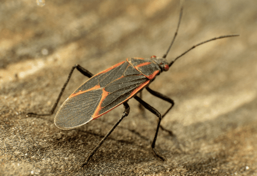 A Guide to Common Insects of Spring - Owlcation