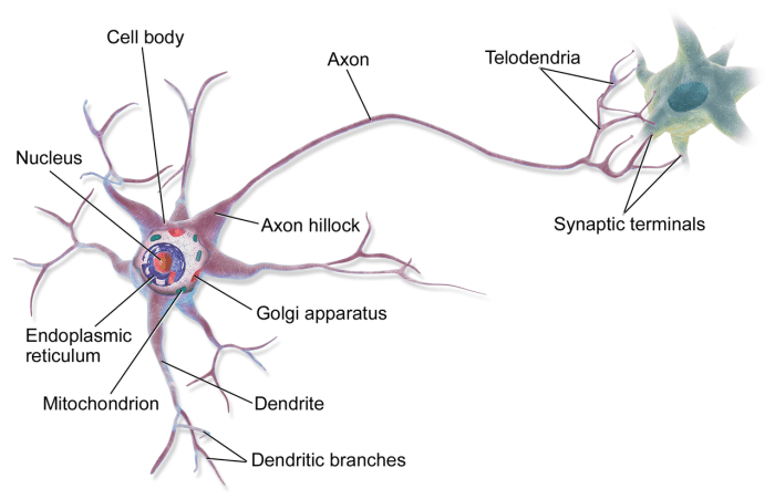 A human neuron (or nerve cell) showing the dendrites, cell body, and axon; the axon may be much longer than shown
