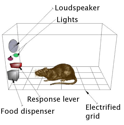 A rendering of a Skinner Box, wherein a rat is giving a variety of stimuli to reinforce certain behaviors.