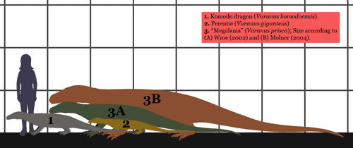 How the largest lizards measure up to man. (1) is the Komodo. (2) is the perentie and both (3A) and (3B) are megalania but according to two different interpretations. It could well be that the smaller one is a juvenile.