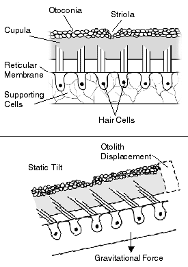 The movement of endolymphatic fluid past hair cells (cilia) is responsible for the sense of balance.