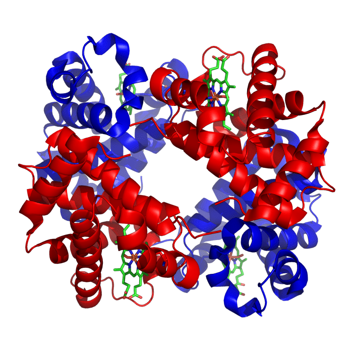 Illustration of a hemoglobin molecule