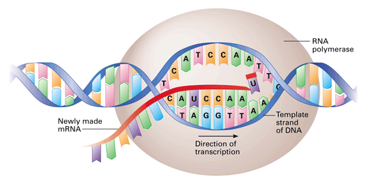 Genetics: Transcription and Translation - Owlcation