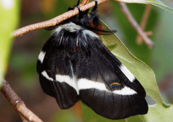 Adult buck moth