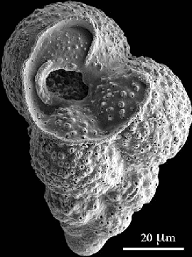 Guembelitria cretacea from Late Cretaceous Texas. A micrometer (the unit used above) measures one thousandth of a millimeter and one millionth of a meter.