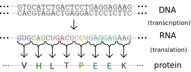 This is an overview of protein synthesis in a cell. The letters in the last line represent amino acids. A protein is a chain of amino acids joined together.
