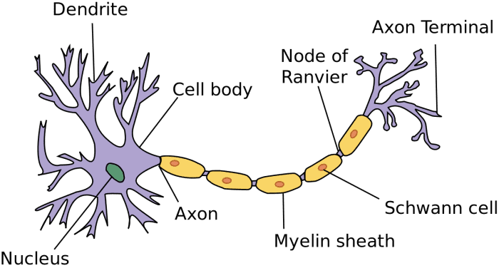 Structure of a human neuron, or a nerve cell