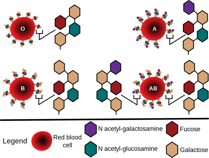 Blood Type Facts And Producing Type O With Microbe Enzymes - Owlcation