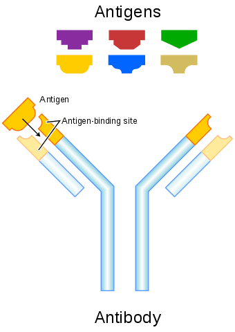 Antibodies are y-shaped and bind to antigens.