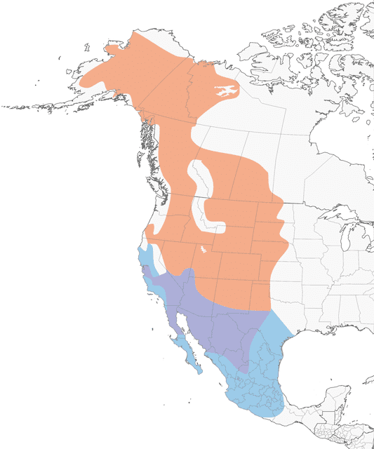 The bottom area in blue shows the non-breeding area for the Say's Phoebe. The purple shows where they be found year-round. The peach-colored area shows where they can be found during breeding season.