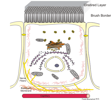 An enterocyte in the small intestine; the three organelles at the bottom of the cell and the two similar ones higher up are mitochondria