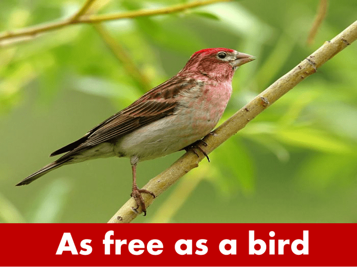 As free as a bird