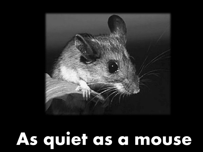 As quiet as a mouse