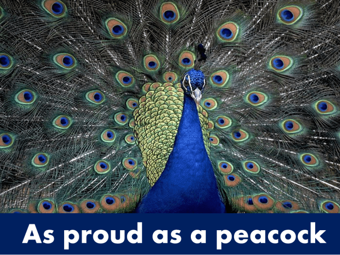 As proud as a peacock