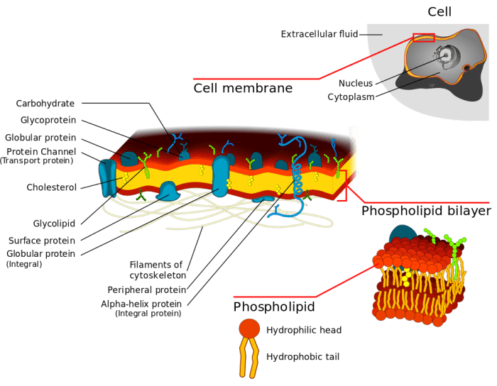 Structure of the cell membrane