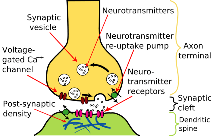 A synapse is the region where a neurotransmitter travels across the gap between one nerve cell and another or between a nerve cell and a muscle cell.
