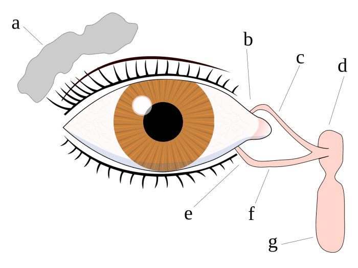 Tear system of the eye