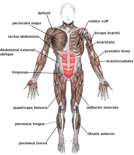 Human Muscular System, labeling on the front view. Image Credit: Mikael Häggström via Wikimedia Commons