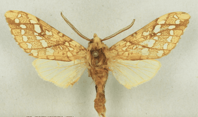Adult Silver-Spotted Tiger Moth