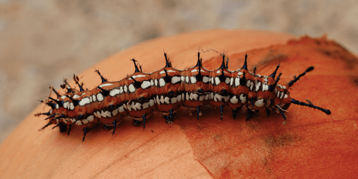 The caterpillar of the variegated fritillary