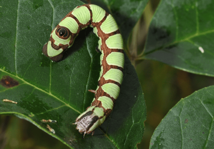 Caterpillar Identification Guide: Find Your Caterpillar With Photos and ...