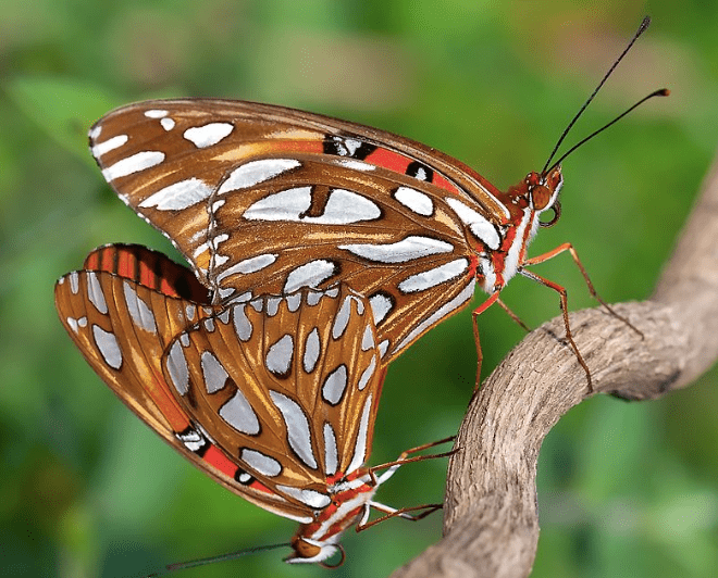 Agraulis vanillae, mating pair