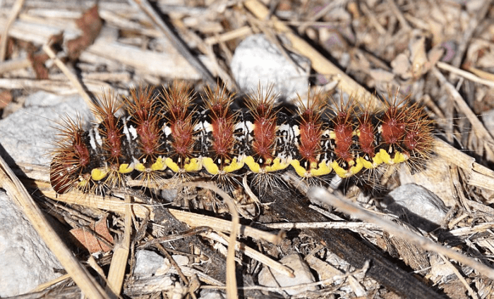 The smeared dagger moth caterpillar