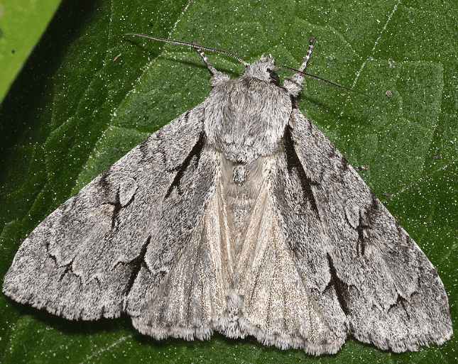 This is a typical dagger moth, similar to the smeared dagger moth.