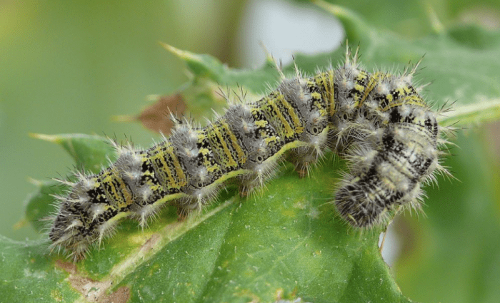 The painted lady caterpillar is often included in butterfly-raising kits.