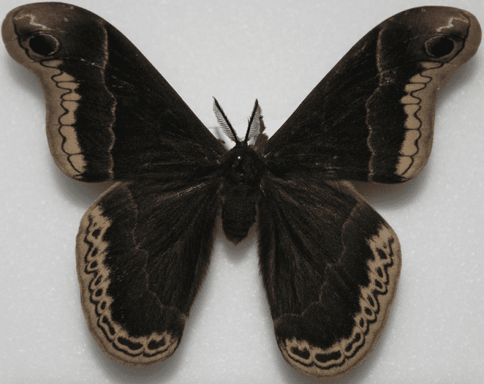 Adult Male Promethea Moth