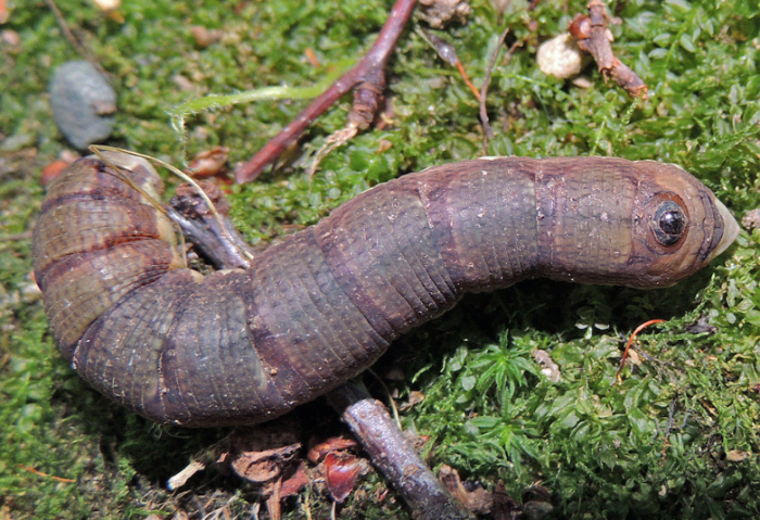 Caterpillar Identification Guide Find Your Caterpillar With Photos And