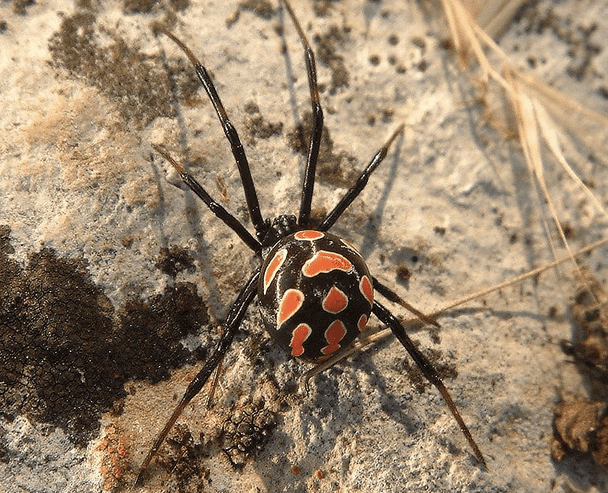 Spider Identification Guide With Photos Owlcation