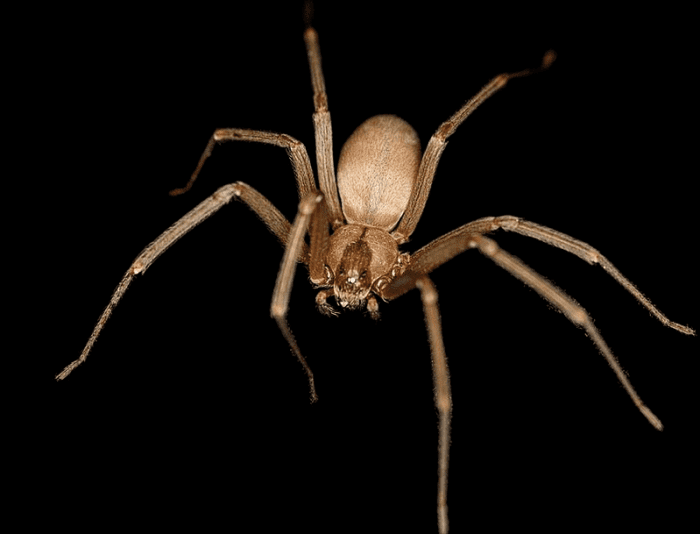 Recluse Spider