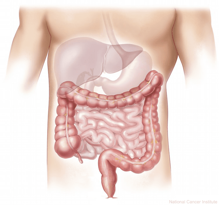 When the air we swallow whilst eating ends up in the small intestine, it can result in a rumble. The intricate twists and turns of the small intestine are what amplify the sound.