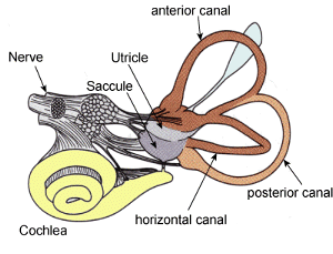The vestibular system provides animals information about movement and balance. The semicircular canals are filled with fluid. When this fluid moves a signal is sent to the brain giving information about direction of movement.