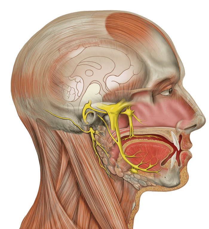 The trigeminal nerve (in yellow) is the source of 'brain-freeze.' this heavily branched nerve misreads signals around the palate when you eat icecream, interpreting them as pain.