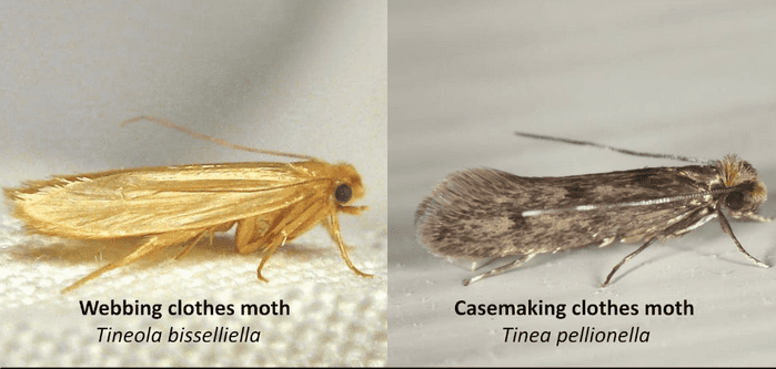 Household Insect Identification: Common Insects Around the Home - Owlcation