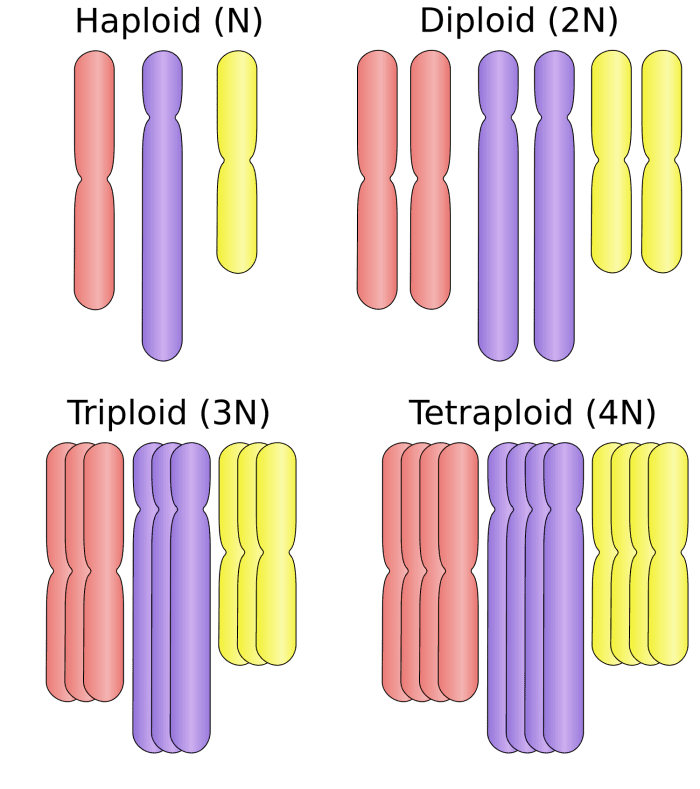 Haploid organisms carry only one copy of each chromosome - this is the genetic profile of a honeybee drone. Humans and most other animals are diploid, and carry two copies of each chromosome. Parthenogenesis is possible for both conditions.