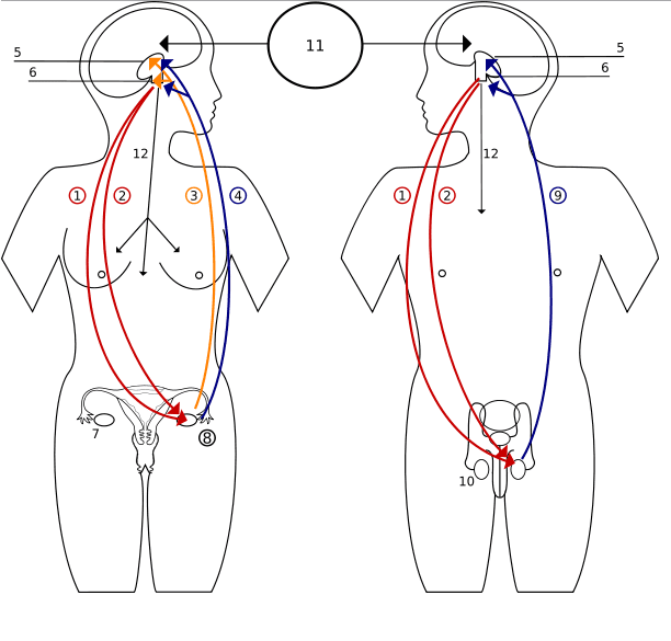 The action of hormones in our bodies constitutes a complex system. However, the effect of most hormones are surprisingly well understood and recorded.
