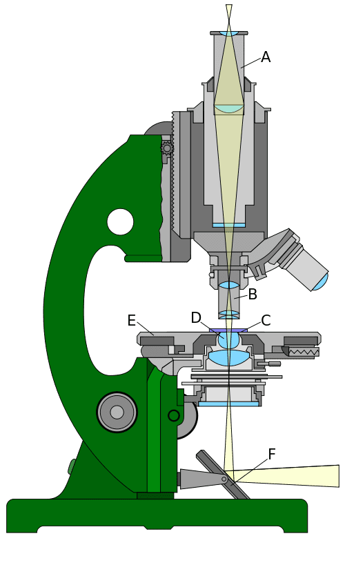 Light path in a light microscope. A - Eyepiece lens; B - Objective lens; C - sample; D - Condenser lenses; E - Stage; F - Mirror