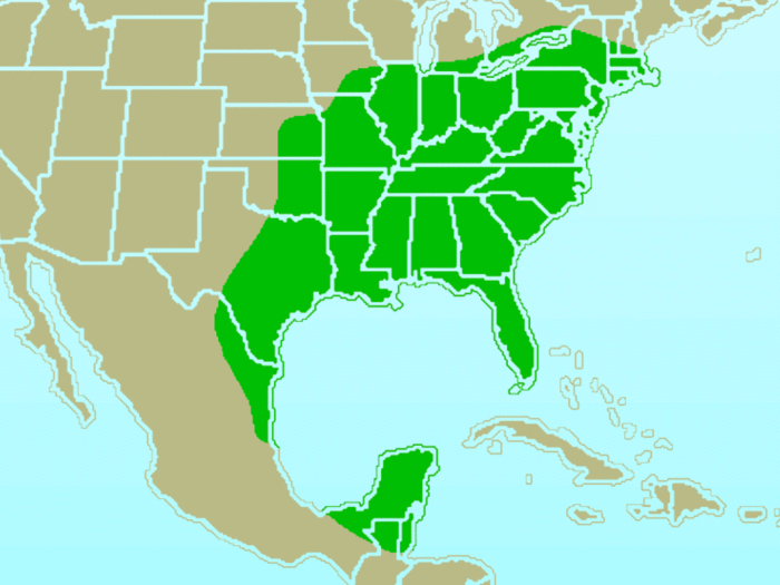 The Carolina Wrens range has been expanding in recent years. It can be found in scrub forest, marshland, back yards and parks throughout the eastern U.S.